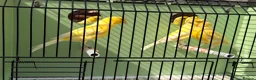 Canaries birds for sale: 100 persent proven waterslager  canary’s hens  - Advert 5