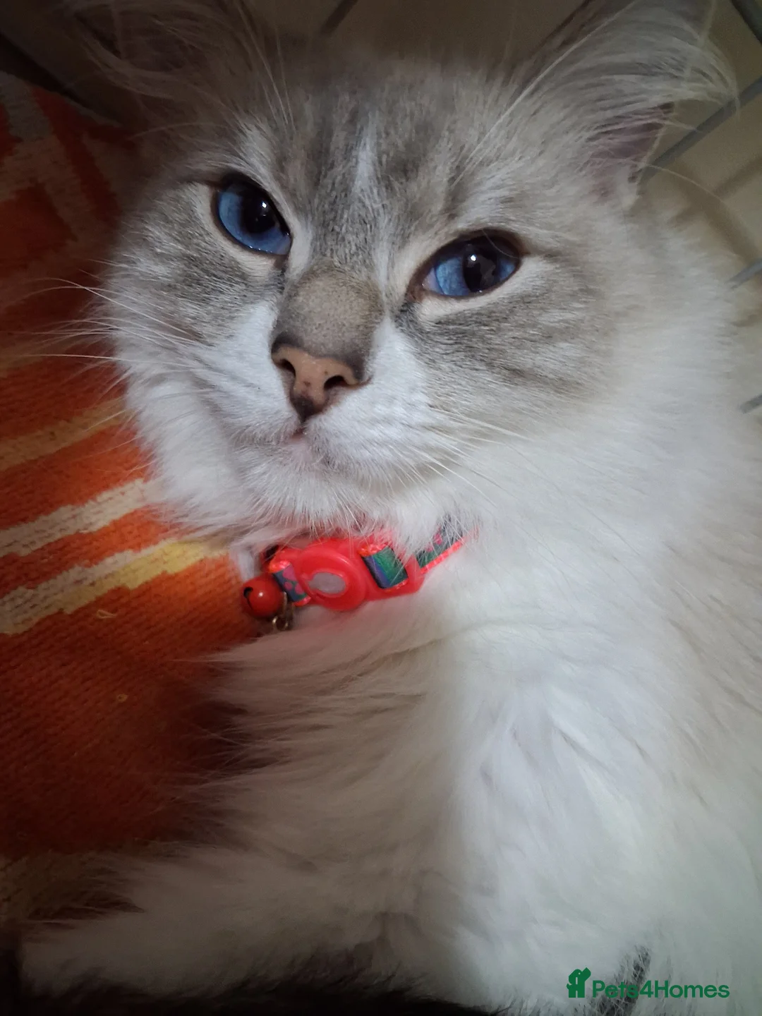 Ragcoon cats for sale: 3 beautiful ragdoll cross bengal mix kittens - Advert 1