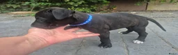 Presa Canario dogs for sale: Presa Canario Puppies ♥️  - Advert 21