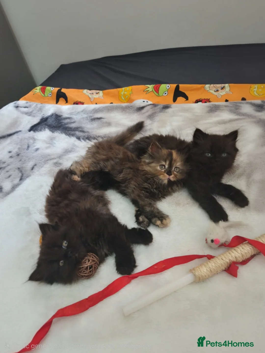 Persian cats for sale: Persian crossword - Advert 1