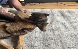 German Shepherd dogs for sale: 3 German shepherd puppies - Image 14