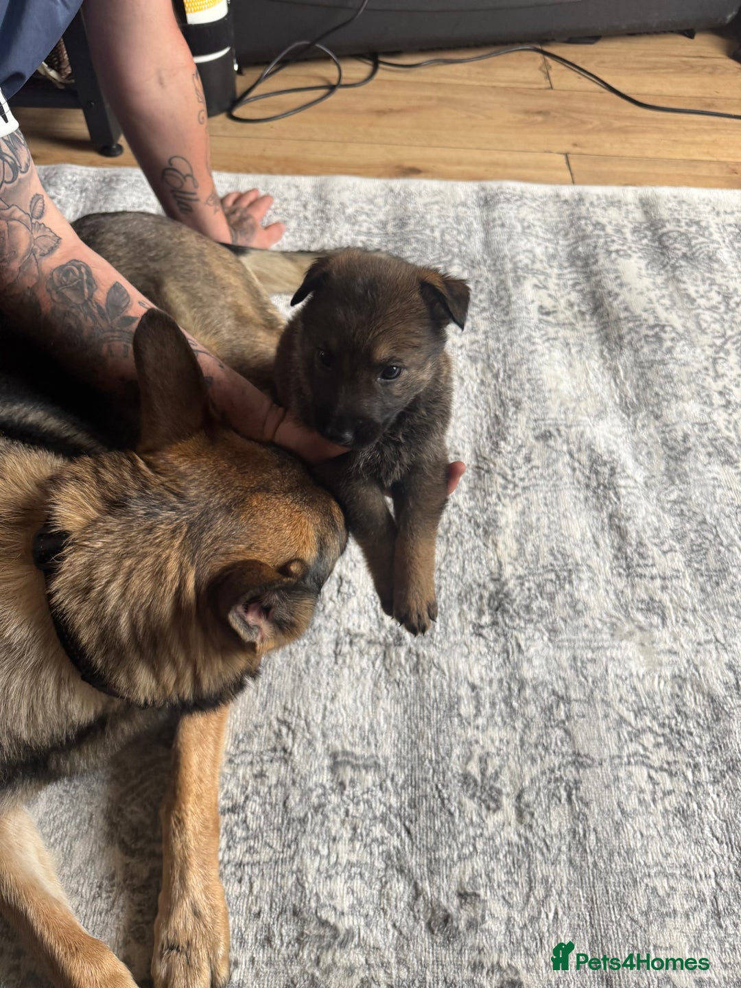 German Shepherd dogs for sale: 3 German shepherd puppies - Image 14