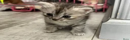 Mixed Breed cats for sale: Snow tabby x ragdoll kittens for sale - Advert 7