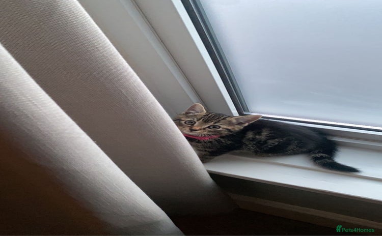 Bengal cats - Advert 1