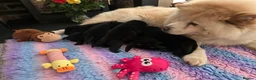 Mixed Breed dogs for sale: Gorgeous Chowador puppies. Chow x Lab - Advert 7