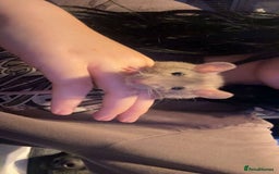 Rat rodents for sale: 7 female rats - Advert 3