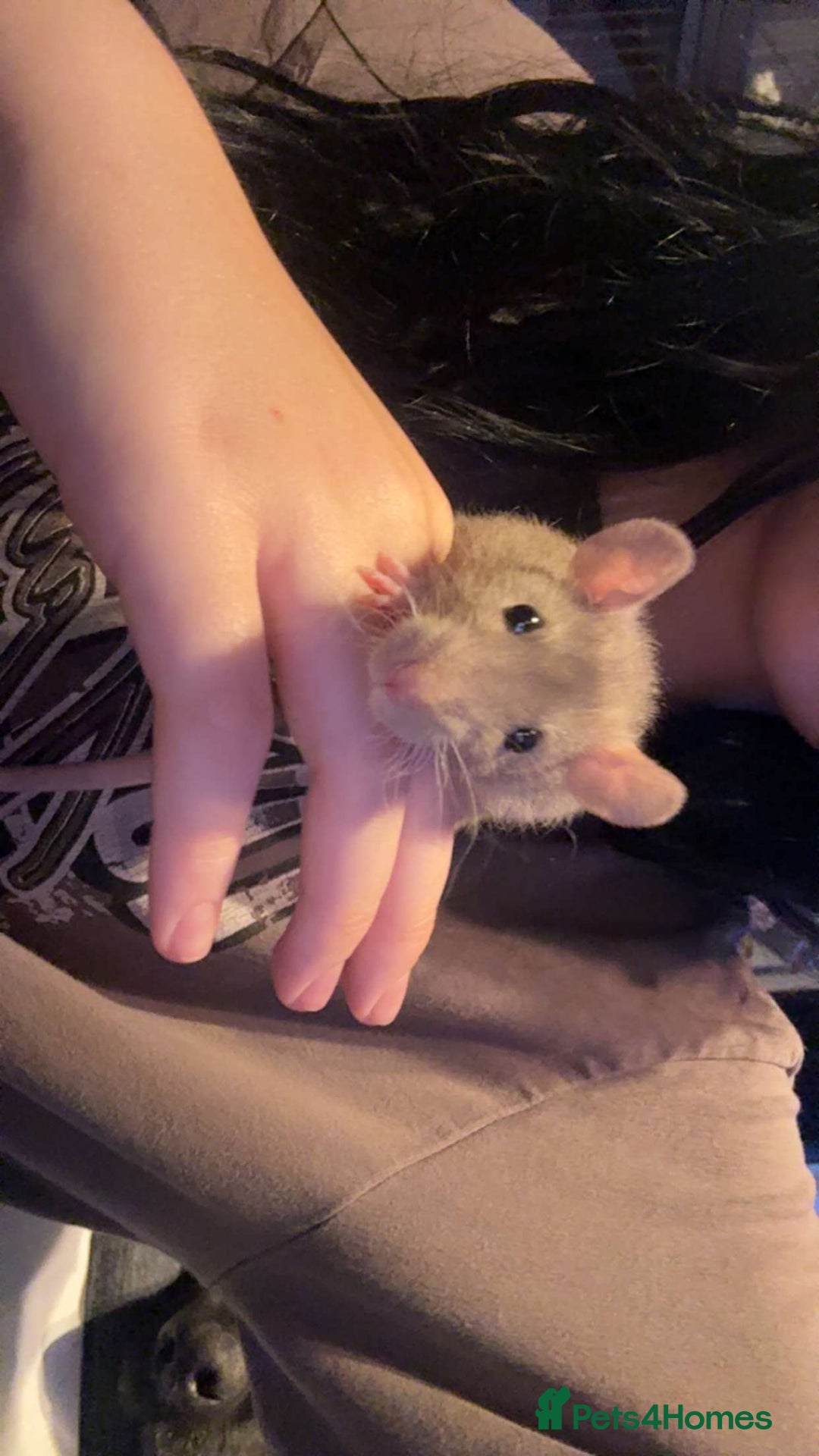 Rat rodents for sale: 7 female rats - Advert 3