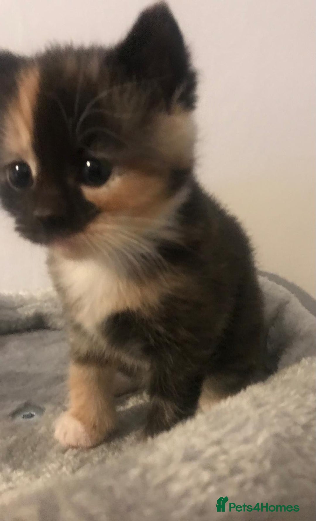 Mixed Breed cats for sale: Adorable half rag doll kittens  - Advert 6