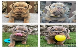 English Bulldog dogs for sale: Beautiful KC lilac & tan English bulldog puppies - Image 15