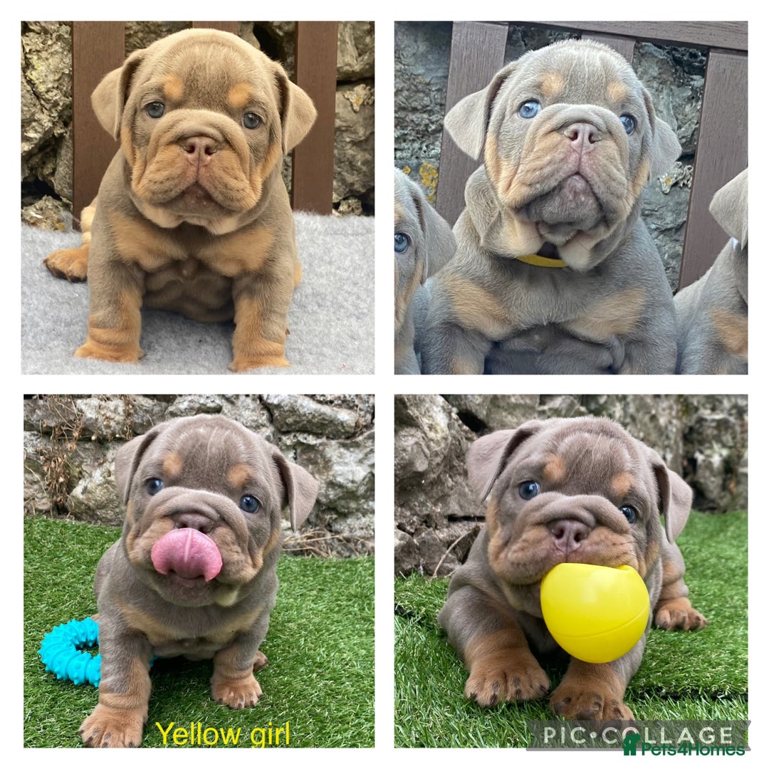 English Bulldog dogs for sale: Beautiful KC lilac & tan English bulldog puppies - Image 15