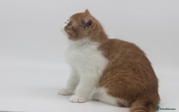 Exotic cats for sale: SHOW QUALITY EXOTIC BOY - Image 2