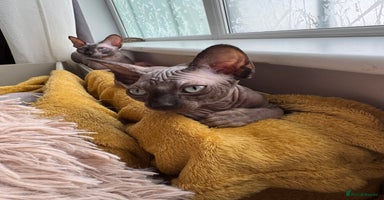 Sphynx cats - Advert 8