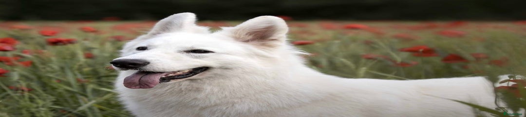 White Swiss Shepherd 