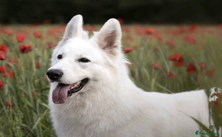 White Swiss Shepherd dogs - Advert 10