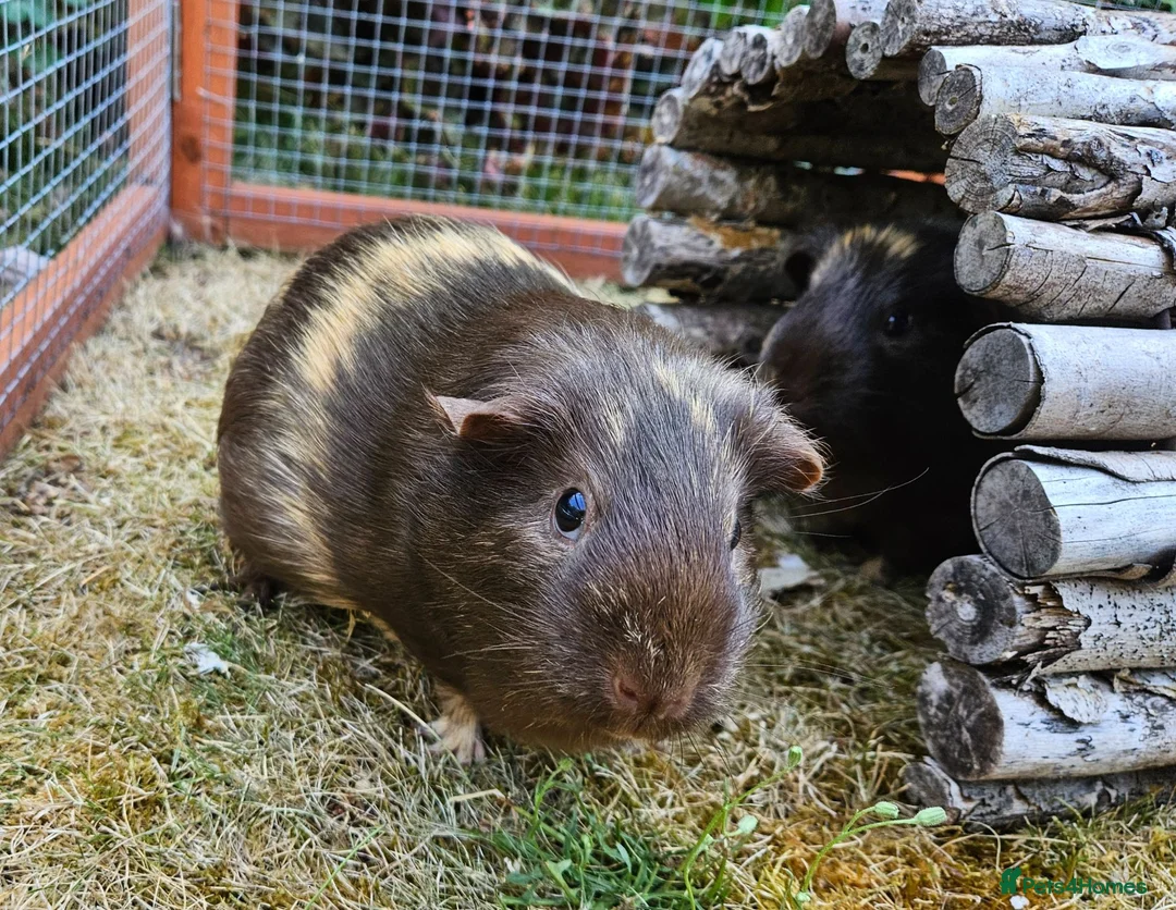 Guinea Pig rodents for sale: Bonded female guinea pig pair - Advert 4