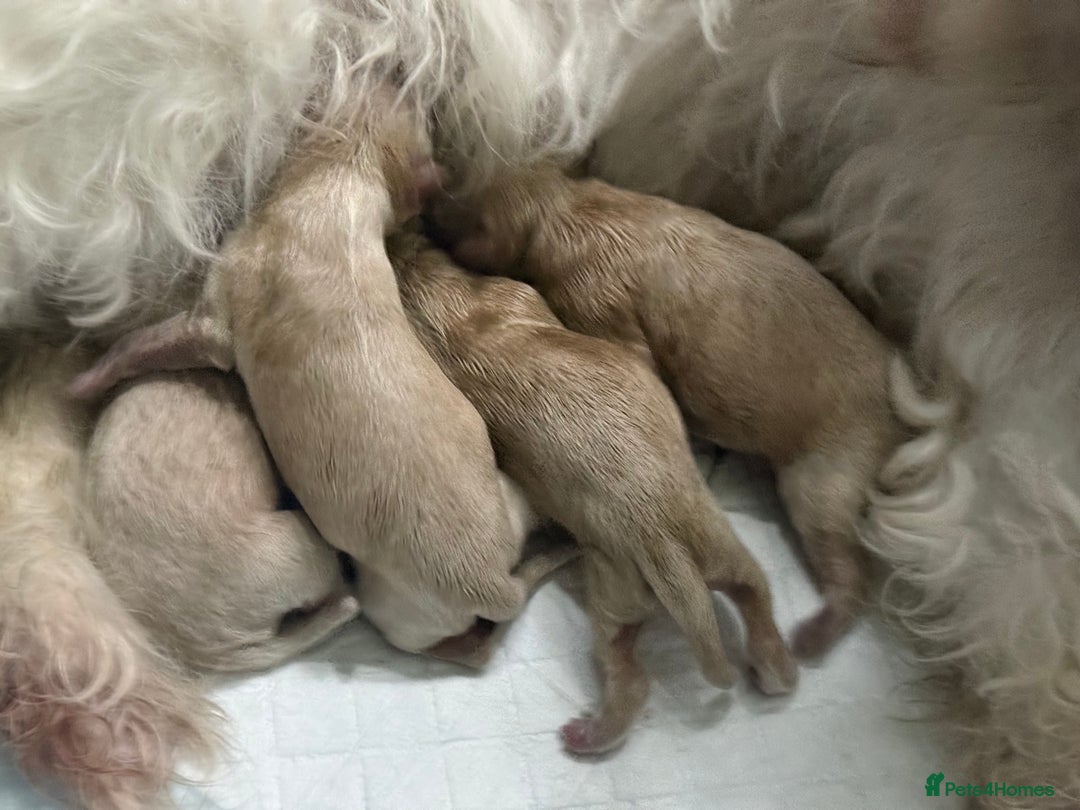 Maltipoo dogs for sale: F1 Beautiful Maltipool Puppies - Advert 34