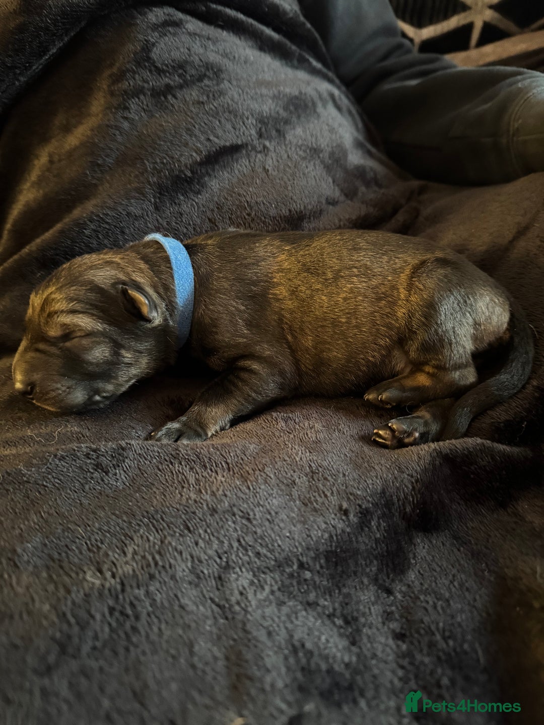 German Shepherd dogs for sale: 🧬Working Line German Shepherds, Full HealthTested - Advert 19