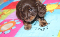 Miniature Dachshund dogs for sale: Top quality long haired miniature dachshunds - Image 12