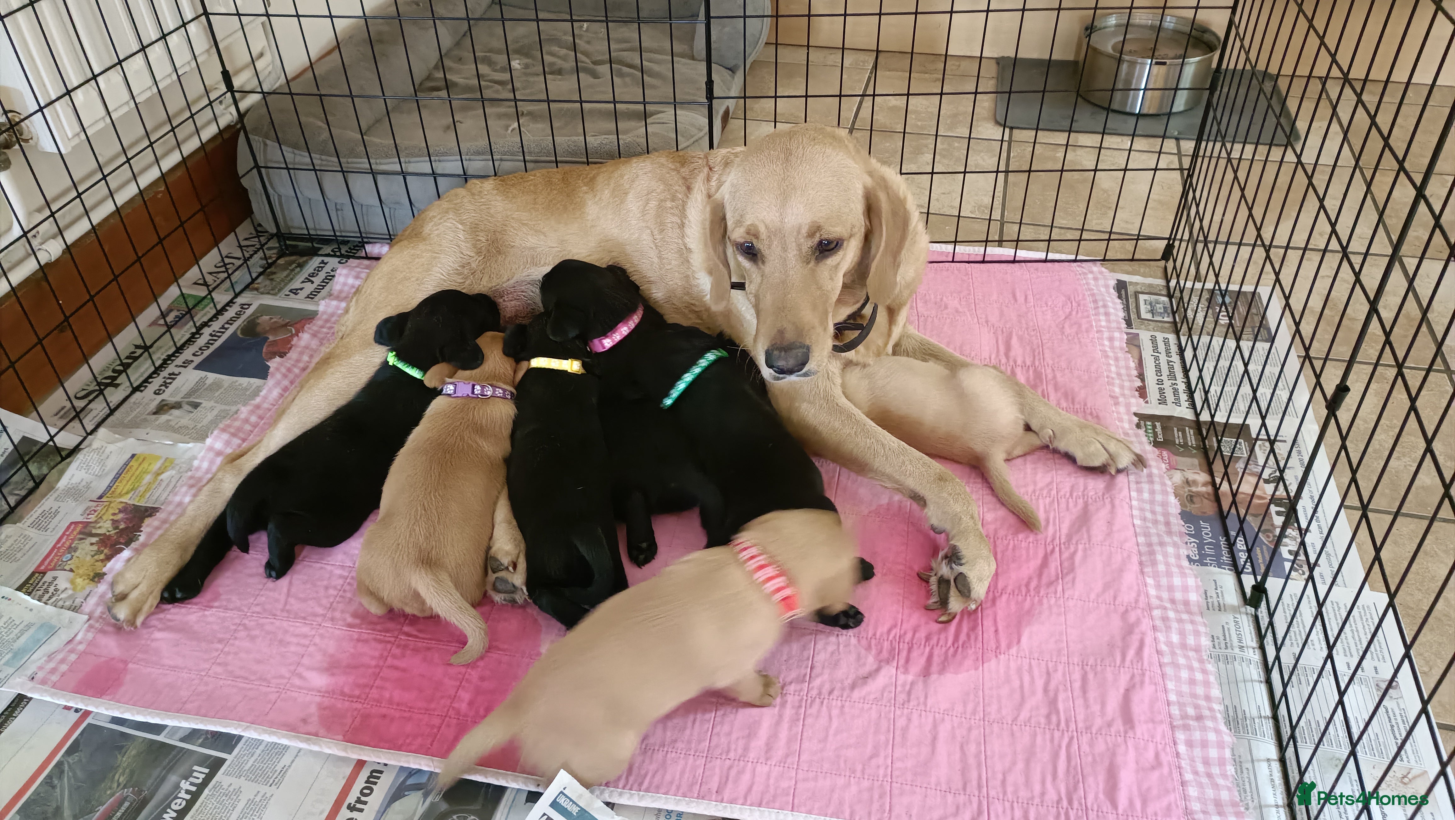 Labrador Retriever dogs Labrador Puppies  - Advert 3