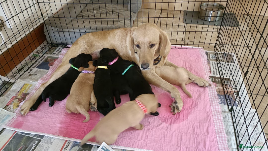 Labrador Retriever dogs for sale: Labrador Puppies  - Image 1