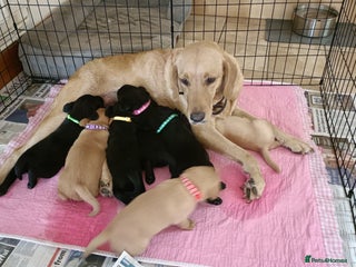 Labrador Retriever dogs - Advert 27