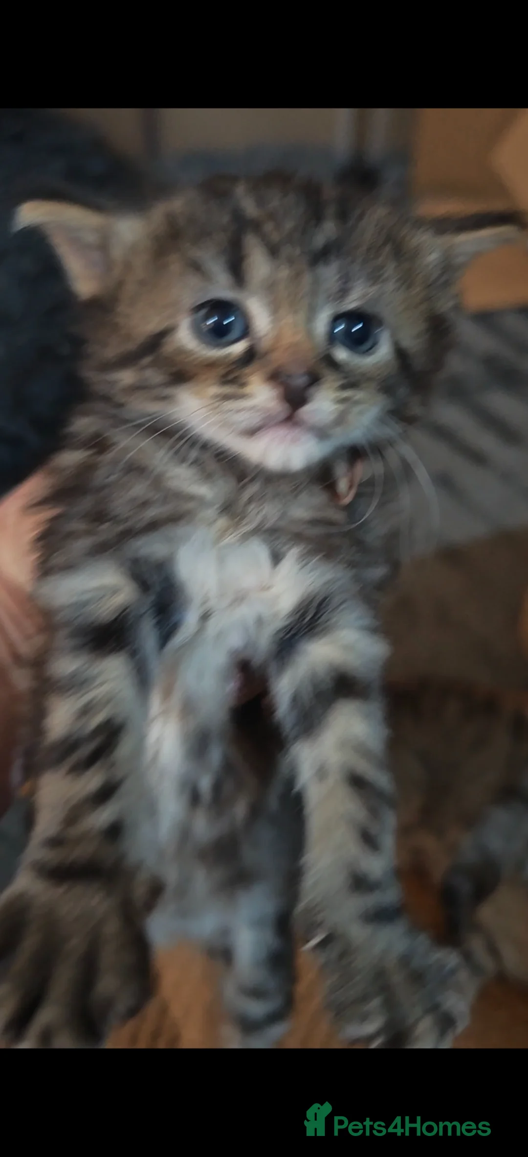 Mixed Breed cats for sale: Beautiful boys - Advert 17