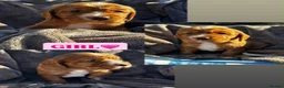 Cocker Spaniel dogs for sale: KC REGISTERED, WORKING COCKER SPANIEL PUPPIES🐶🐾 - Advert 8