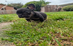 French Bulldog dogs for sale: French bulldog puppies!!! - Image 13