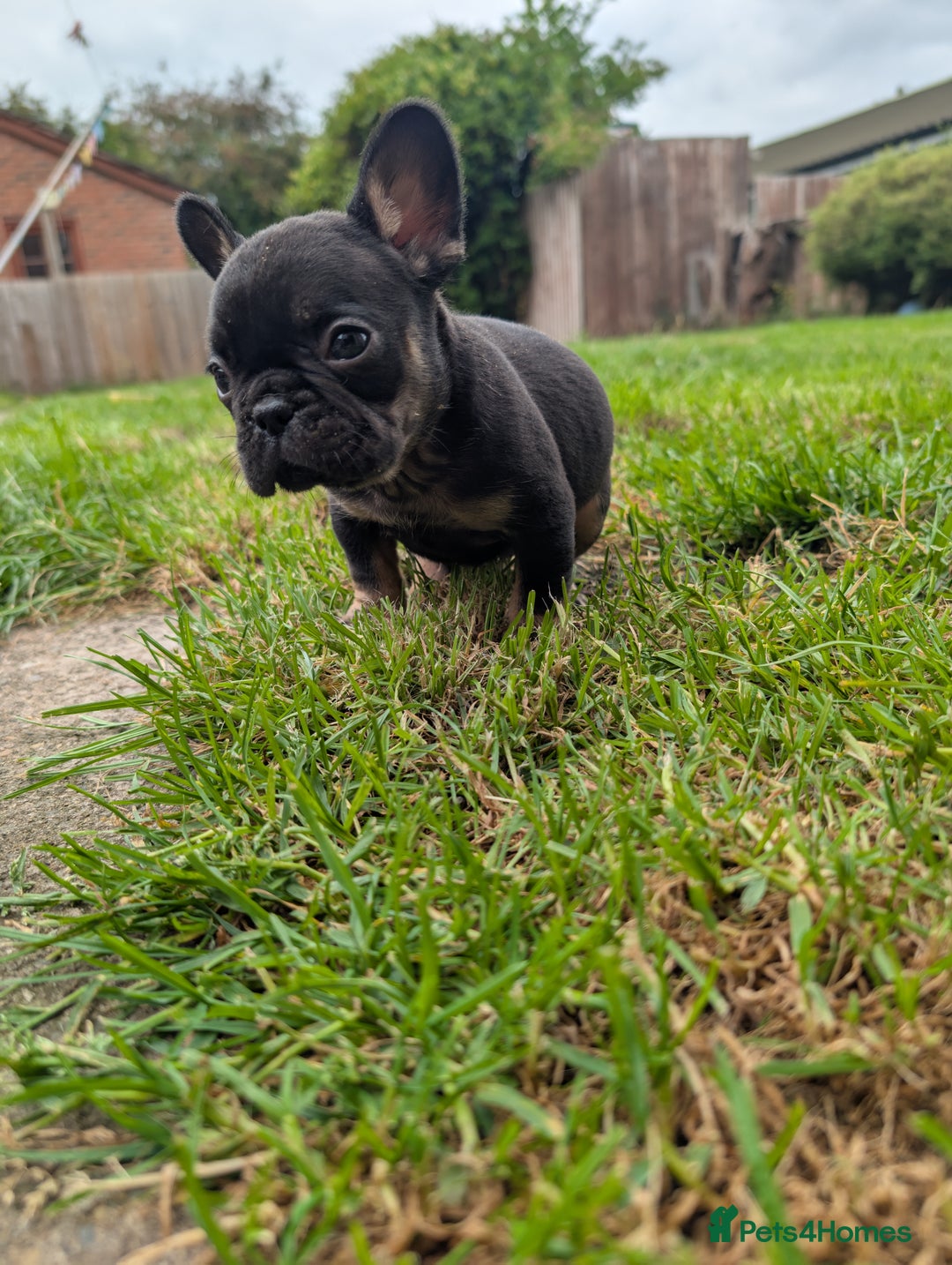 French Bulldog dogs for sale: French bulldog puppies!!! - Image 13