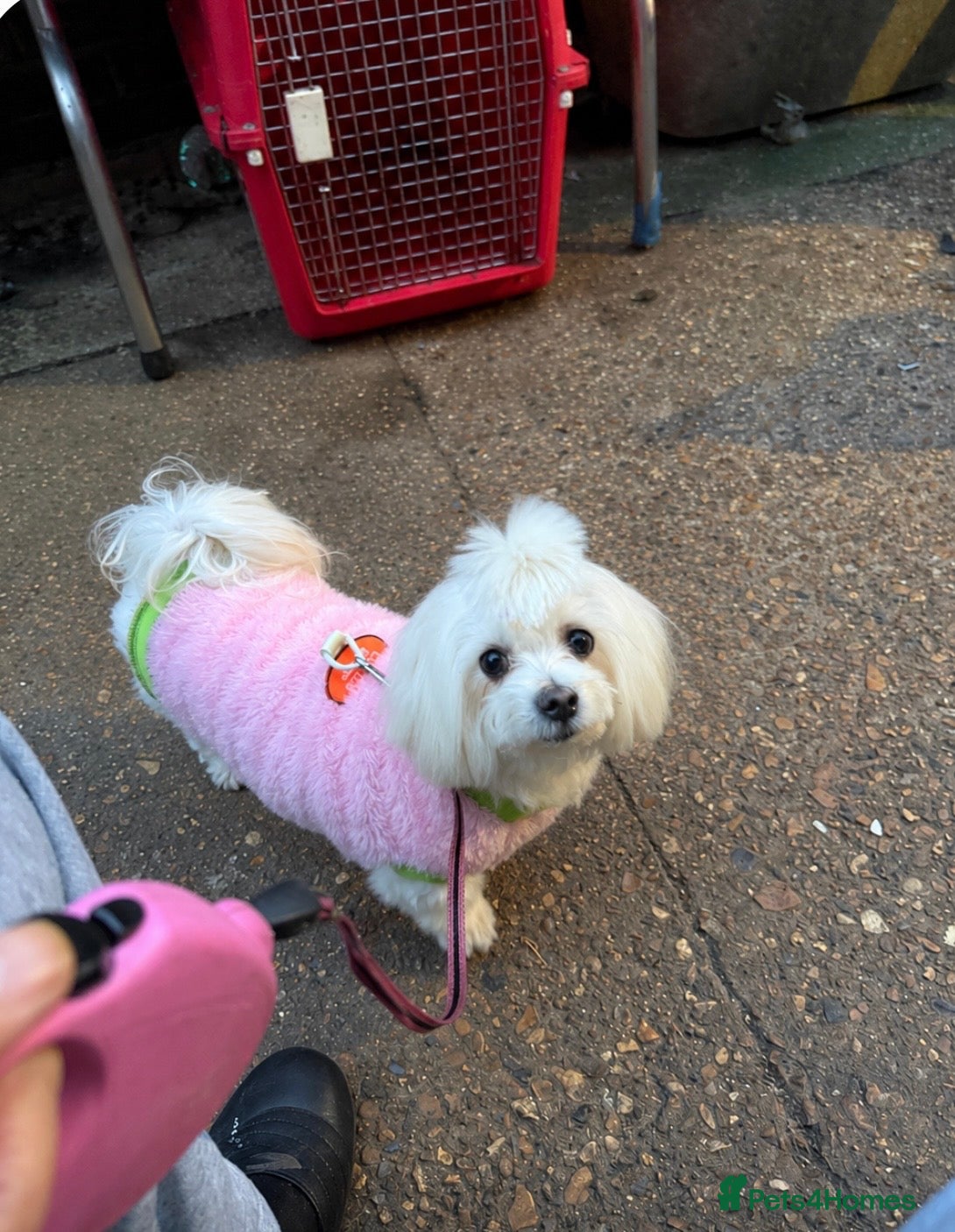 Maltipoo dogs Asian Maltipo Puppies XS Teddy Bear Faces Expected - Advert 1