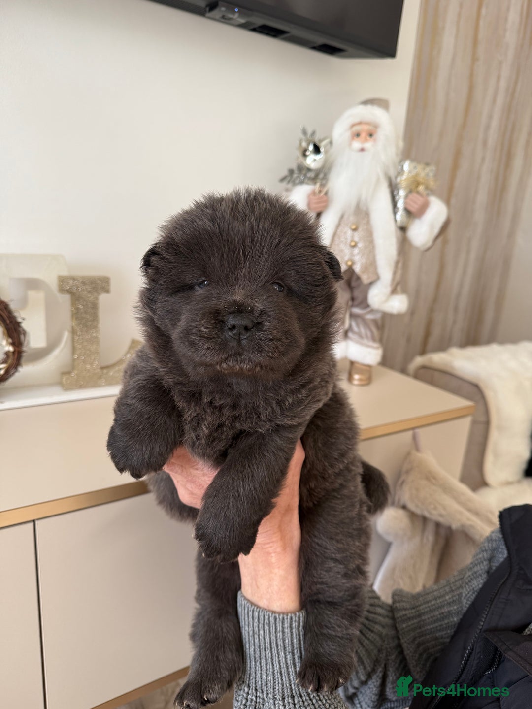 Chow Chow dogs for sale: KC reg chow chows ready to leave 24 dec! REDUCED - Advert 1