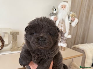 Chow Chow dogs KC reg chow chows ready to leave 24 dec! REDUCED - Advert 3