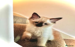 Ragdoll cats for sale: Beautiful Chocolate point Ragdoll kittens  - Image 7