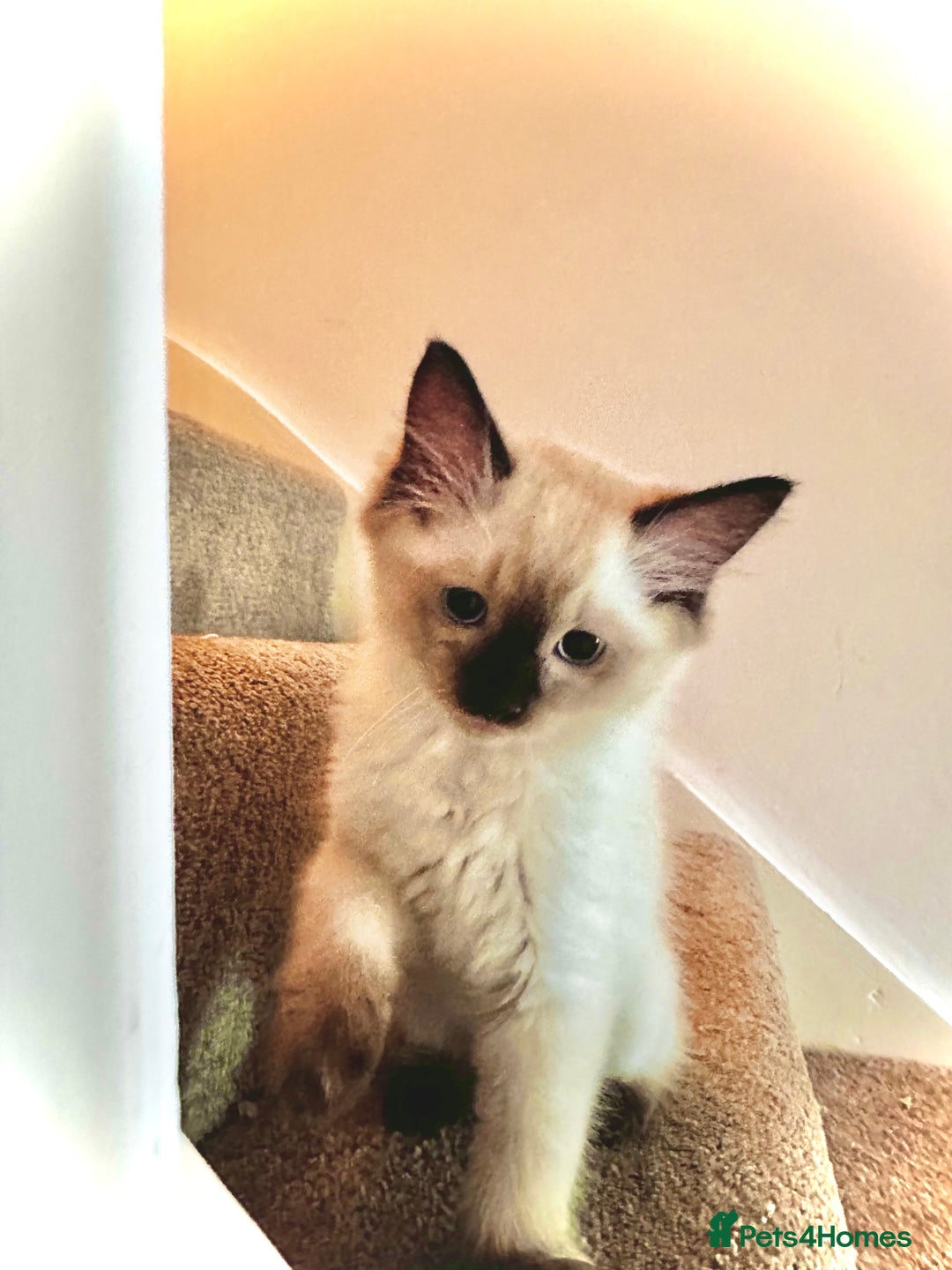 Ragdoll cats for sale: Beautiful Chocolate point Ragdoll kittens  - Image 7