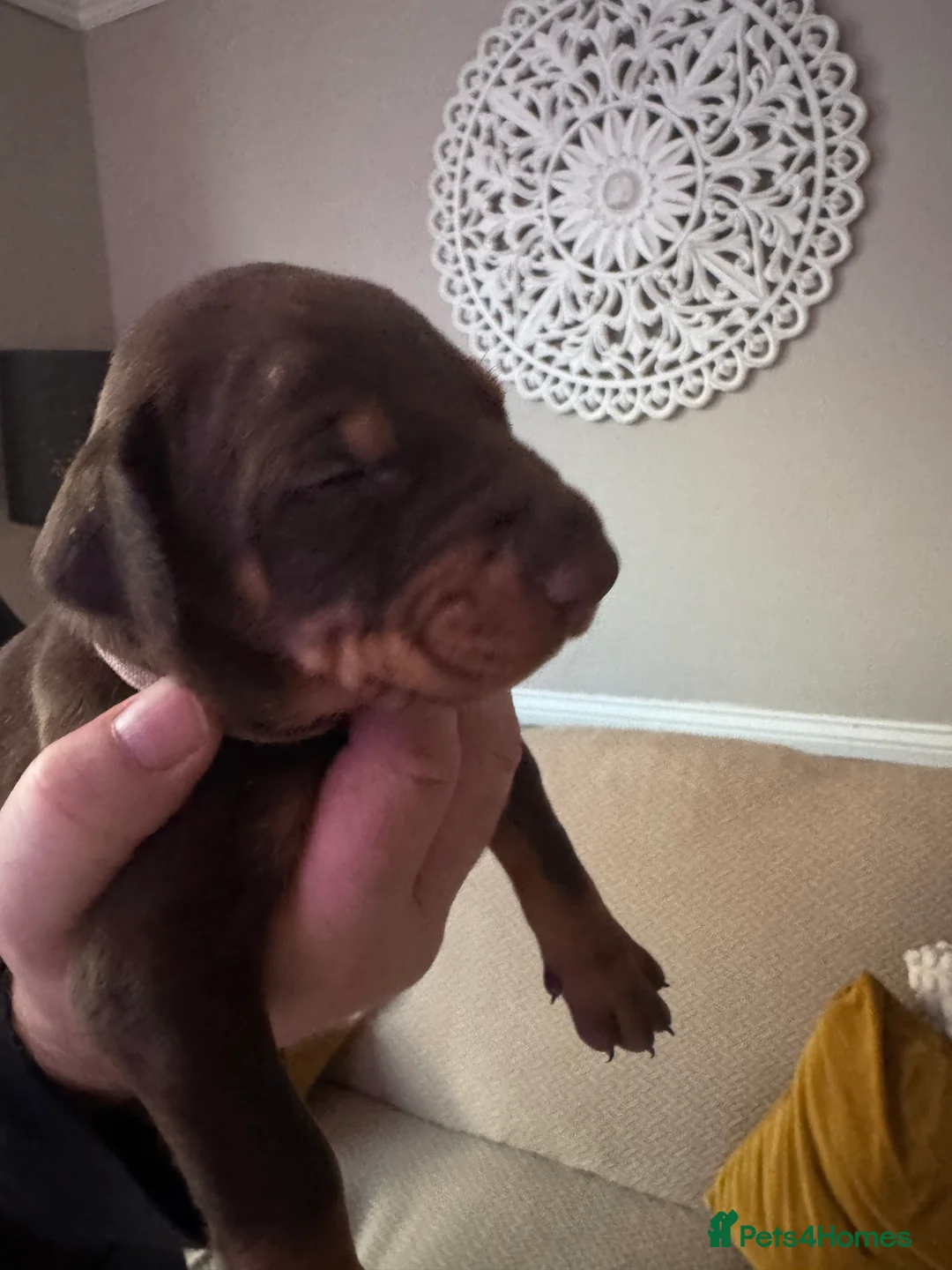 Dobermann dogs for sale: Beautiful Doberman puppies  - Advert 10