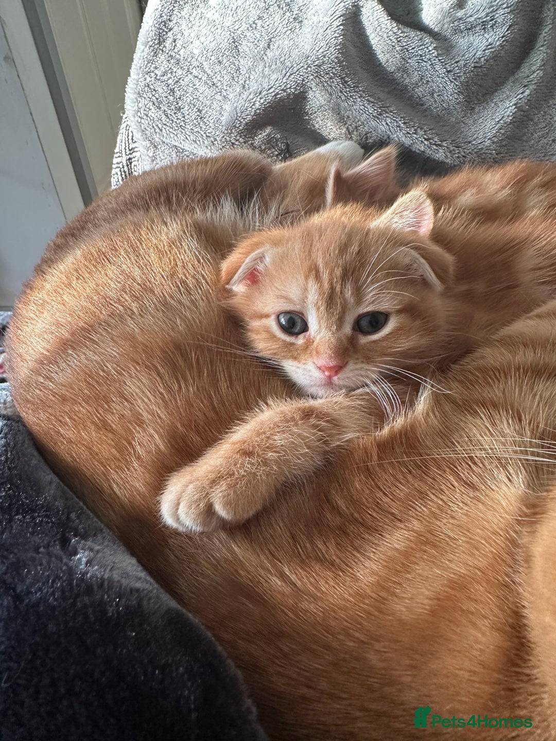Scottish Fold cats for sale: Ginger Scottish fold/straights - Advert 2