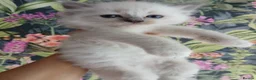 Ragdoll cats for sale: Ragdoll kittens in Cumnock - Advert 4