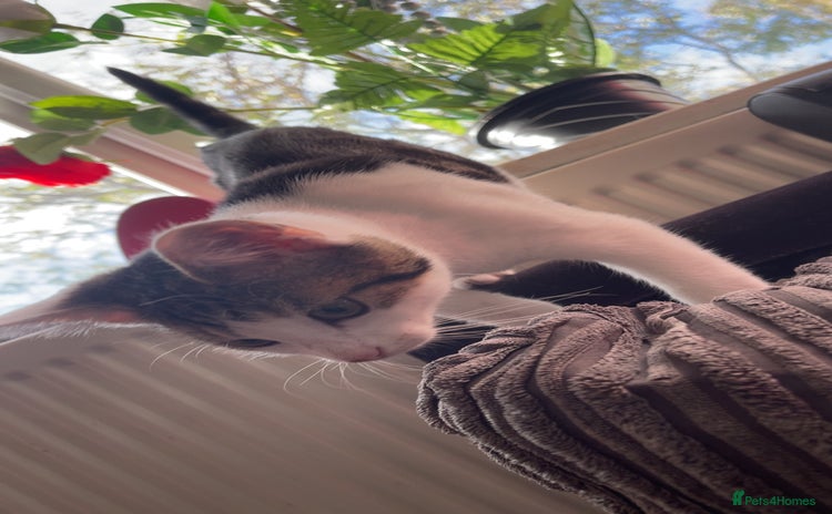 Peterbald cats - Advert 1