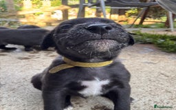 Mixed Breed dogs for sale: Bedlington x whippet puppies  - Image 4