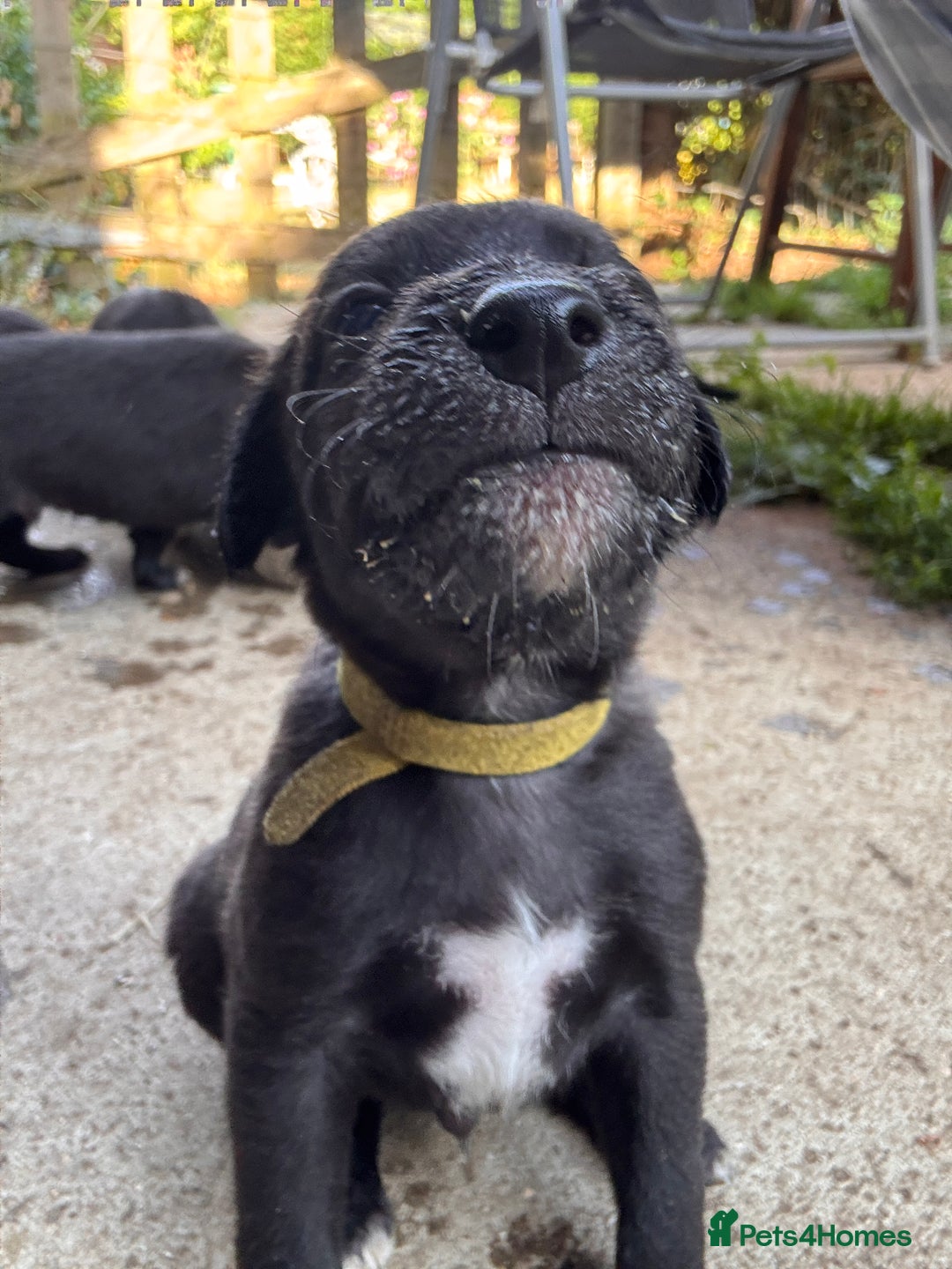 Mixed Breed dogs for sale: Bedlington x whippet puppies  - Image 4