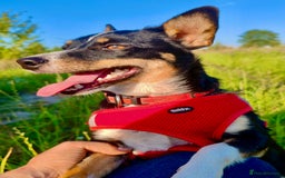 Miniature Pinscher dogs for adoption: Vesta: The Puppy in the Box Who Refused to Die - Image 4