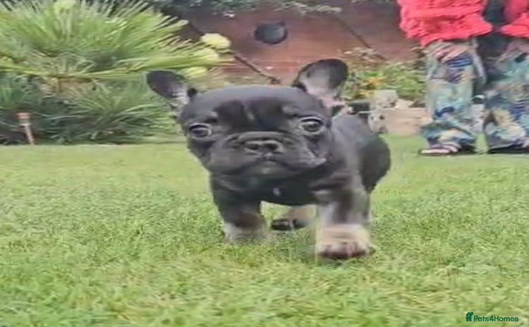 French Bulldog dogs - Advert 1