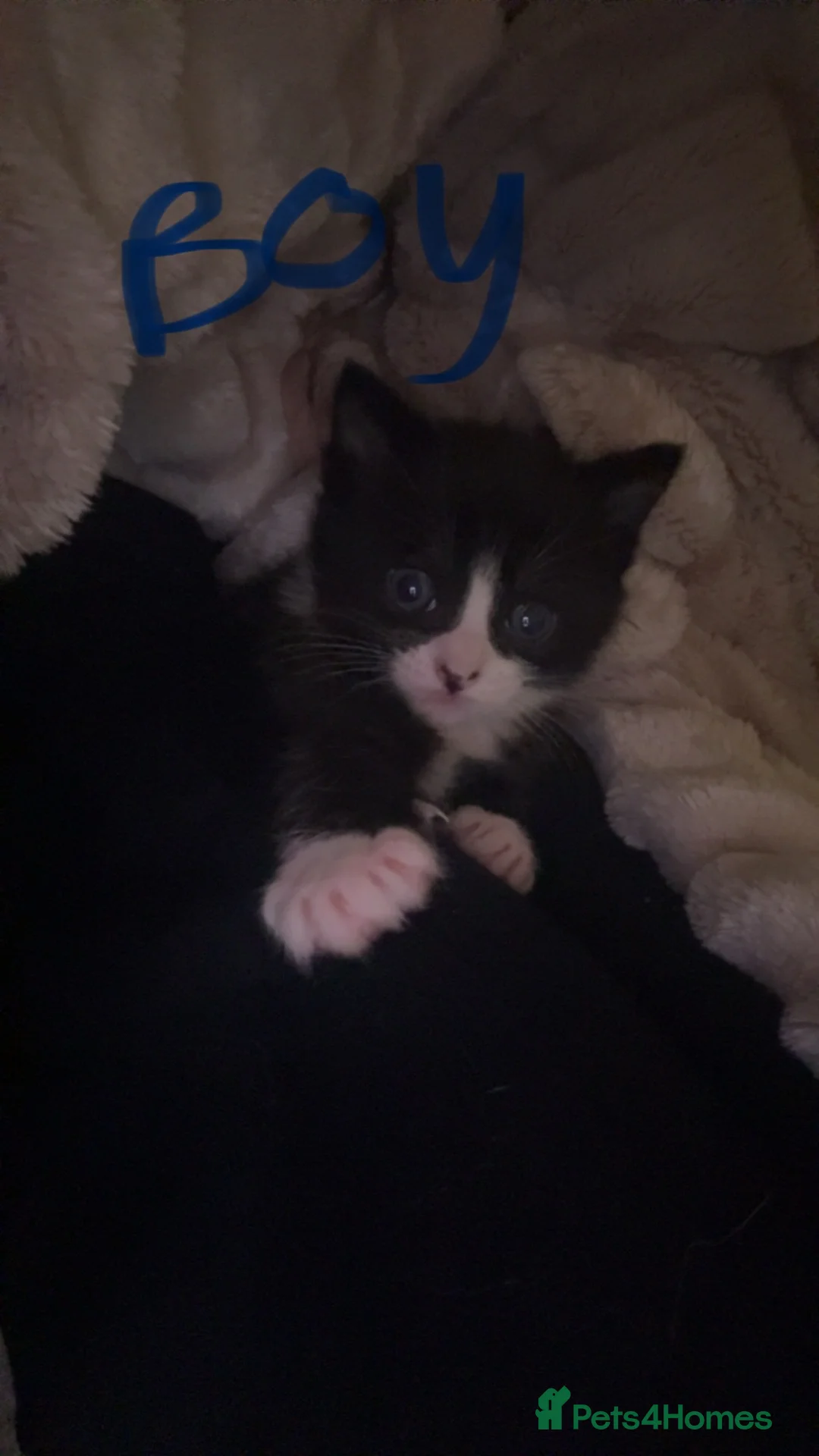 Ragdoll cats for sale: Ragdoll cross kittens  - Advert 8