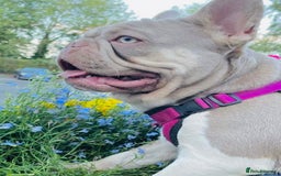 French Bulldog dogs for stud: KC New Shade Isabella Pied French Bulldog for STUD in Gunnislake - Image 2