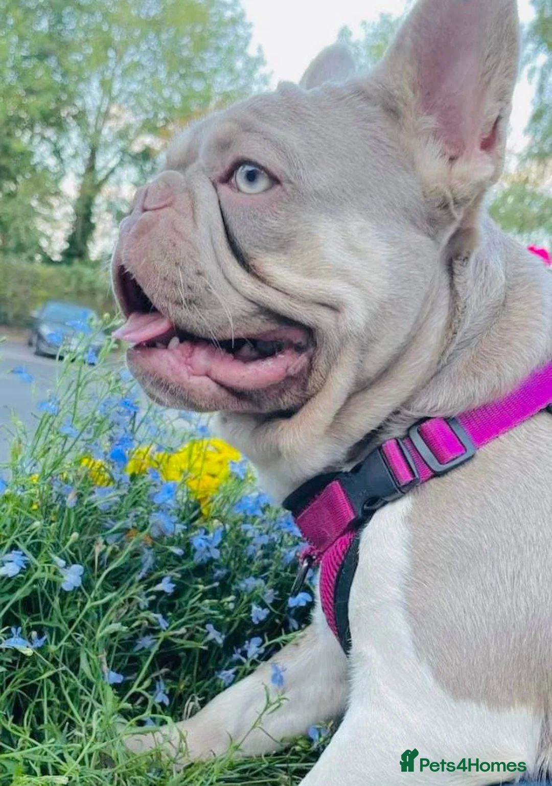 French Bulldog dogs for stud: KC New Shade Isabella Pied French Bulldog for STUD in Gunnislake - Advert 2