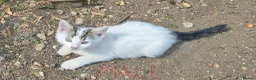 Domestic Shorthair cats for sale: Adorable kittens in London - Advert 2
