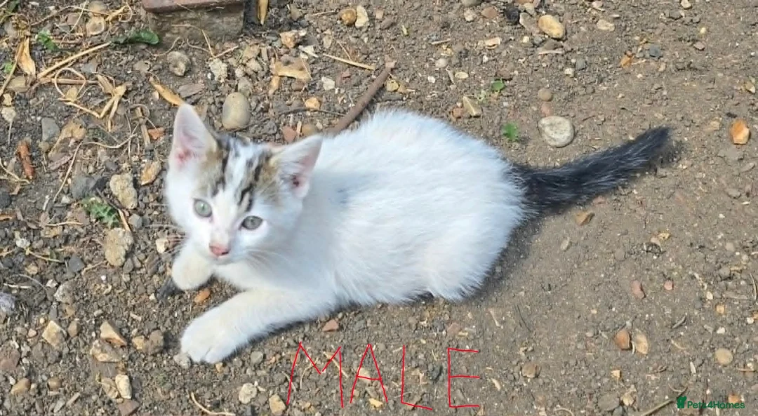 Domestic Shorthair cats for sale: Adorable kittens in London - Advert 2