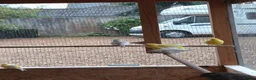 Mixed Breed birds for sale: Budgies.dimond doves.zebra Finches .canary jarva s in Downham Market - Advert 2