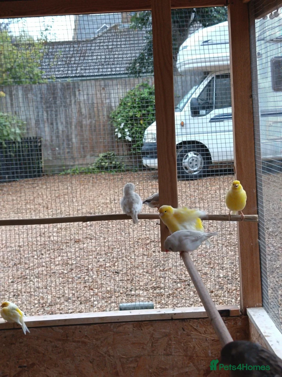 Mixed Breed birds for sale: Budgies.dimond doves.zebra Finches .canary jarva s in Downham Market - Advert 2