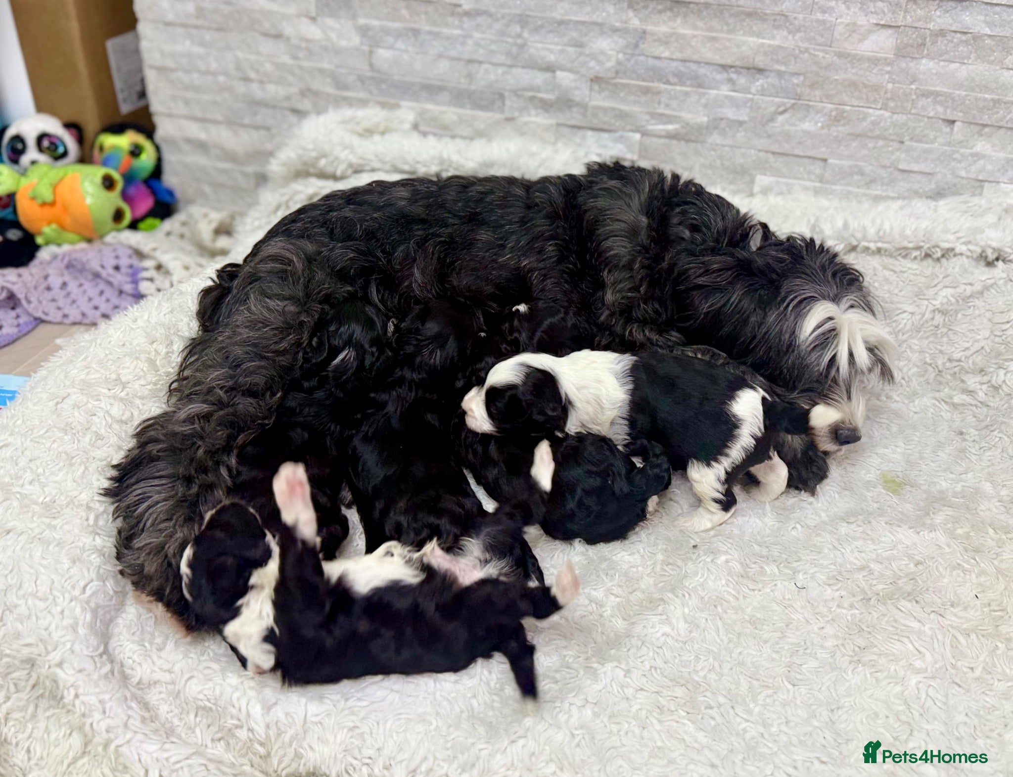 Mixed Breed dogs Stunning F1 parti Ttoodle pups ❤️Tibetan doodles❤️ - Advert 1